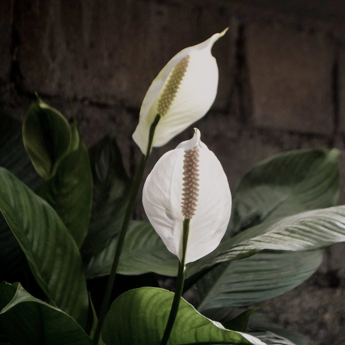 Peace Lily Care: Tips on How to Care For Peace Lily Plants