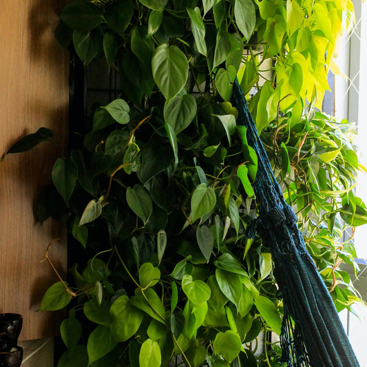 Philodendron Care: Tips on How to Care For Philodendrons