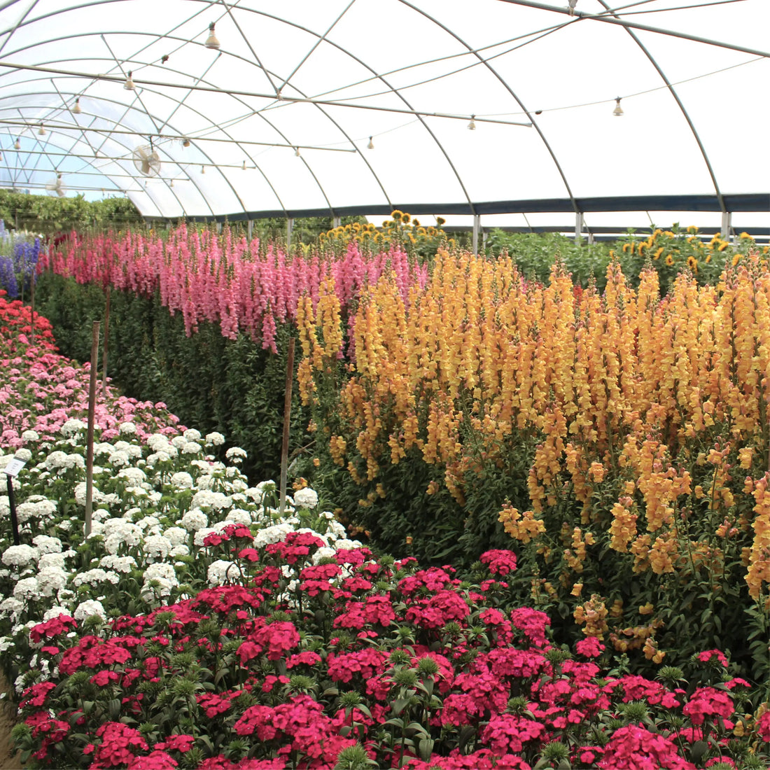 Sustainability In The Flower Industry