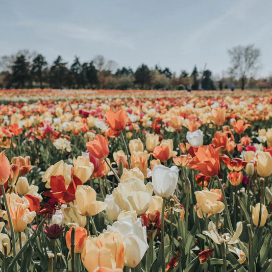 Spring Flowers in Australia: Seasonal Blooms Guide
