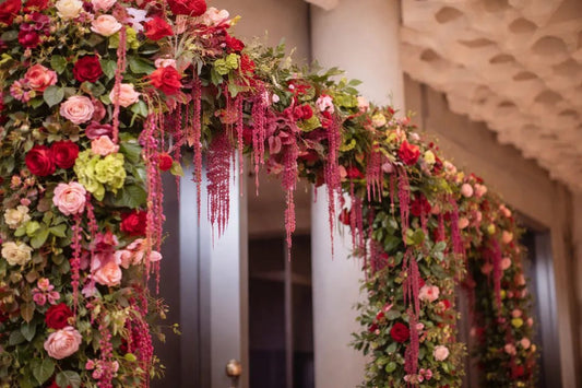 Crimson amaranthus flower heads