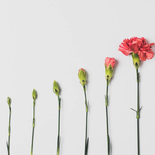 Flowers in focus: fun facts about Carnations