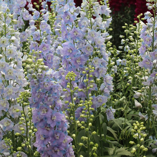 Tall blue delphinium flower spires