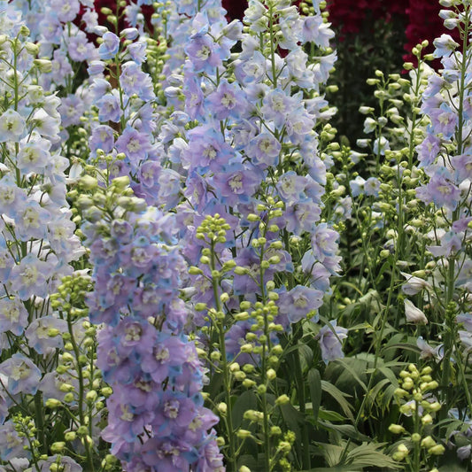 23 Things You Didn’t Know About Delphinium