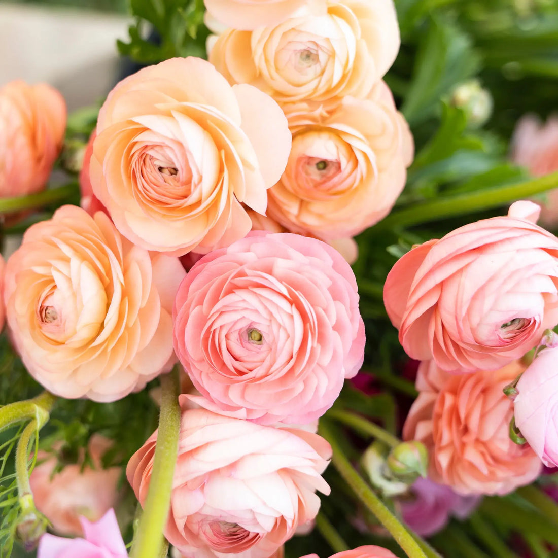 Fun Facts About Ranunculus: Beauty Unveiled