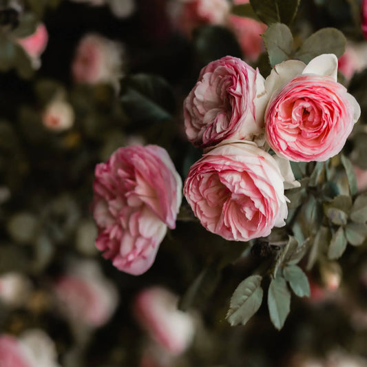 Fun Facts About Roses: Discover Their Secrets