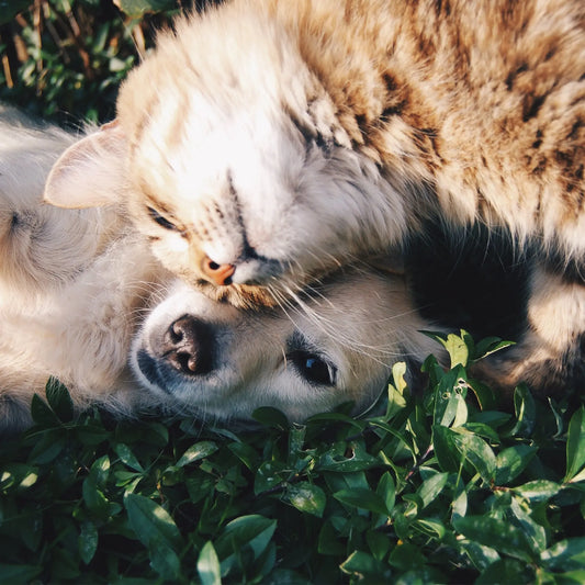 Toxic Plants for Pets: Which Plants to Avoid