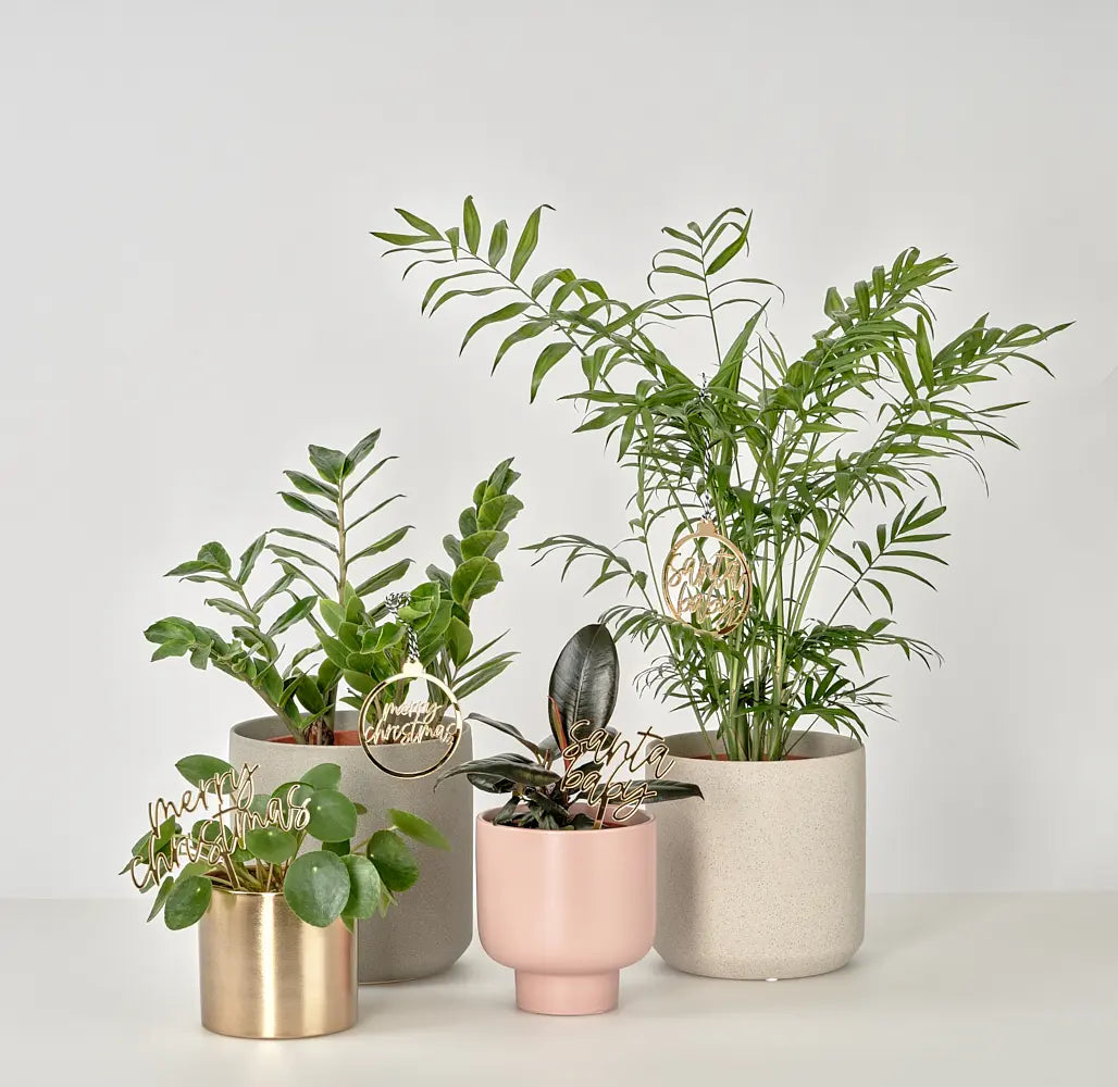 Shop Plants (Not Trees) this Christmas