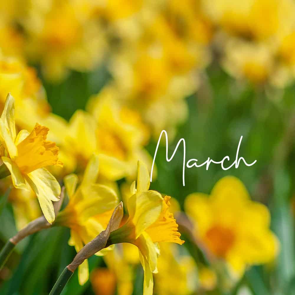 Birth Flower for March