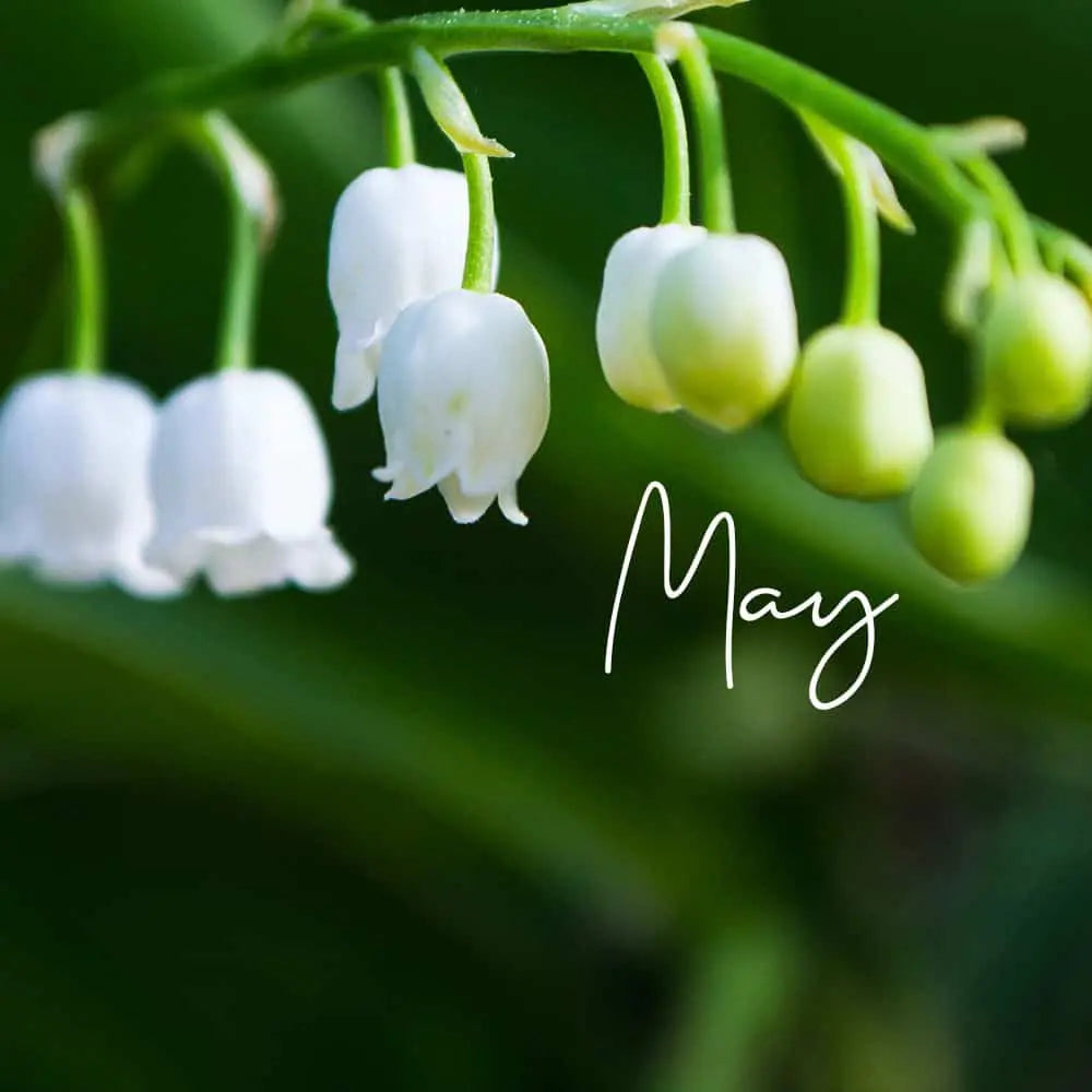 May Birth Flower: What is the Birth Flower for May?