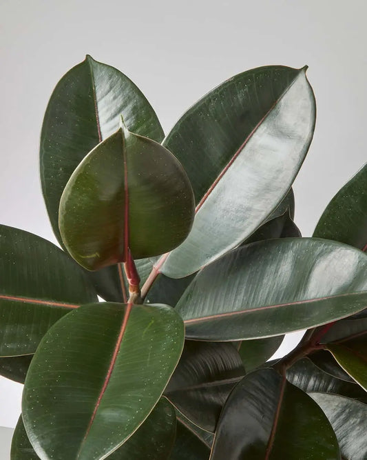 Healthy rubber plant with glossy leaves indoors