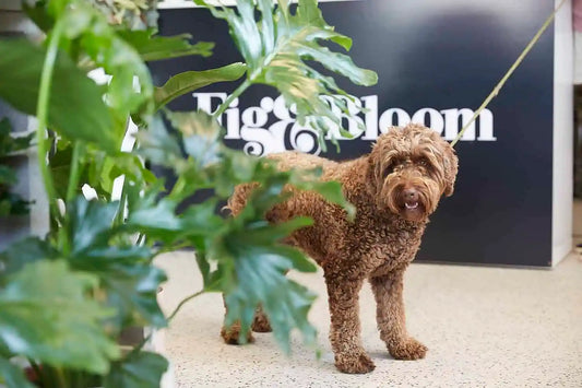 fig and bloom