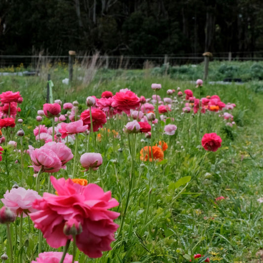 Growing With the Seasons: A Visit to Fat Magpie Farm