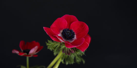 A scarlet anemone with a dark navy centre against a black background