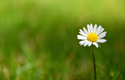 A single white daisy with a yellow centre against soft greenery