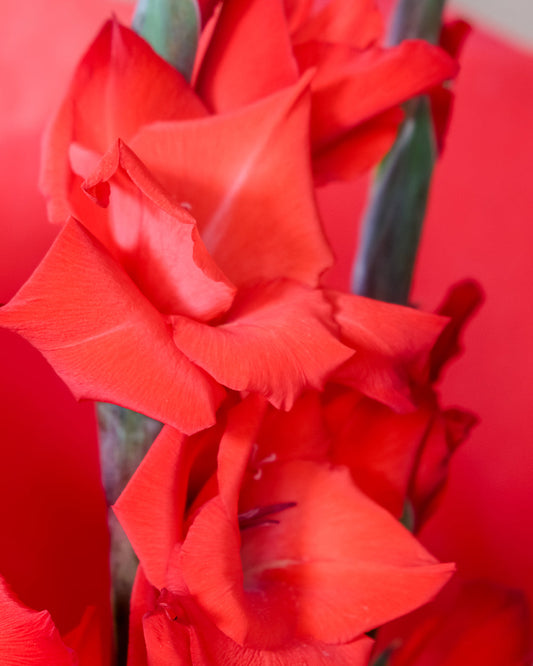 A close-up of vivid red gladiolus blooms on the stem