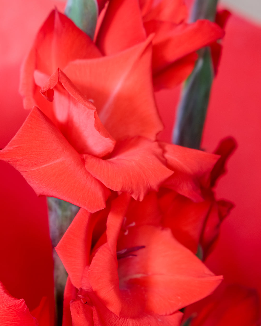A close-up of vivid red gladiolus blooms on the stem