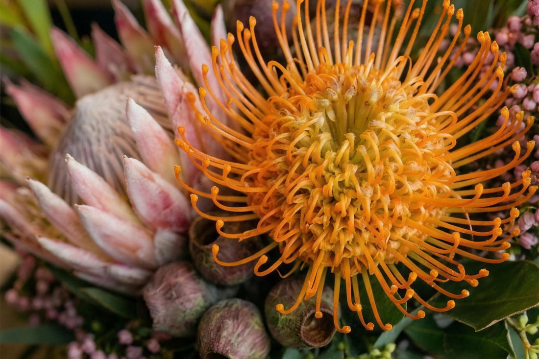 A close-up of native and protea blooms — orange pincushion protea, king protea and gum nuts