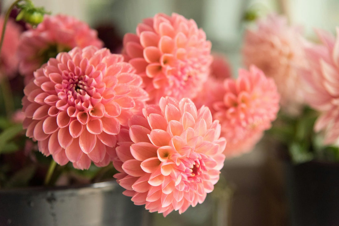 Pink ball dahlias gathered in a clear vase