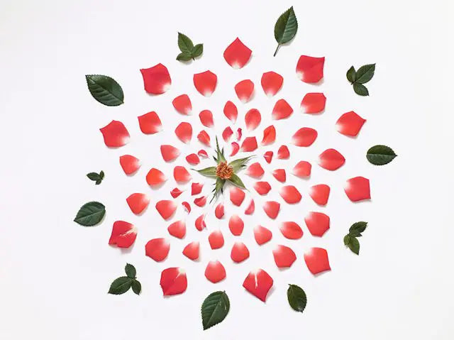 Photos of exploded flowers by Fong Qi Wei