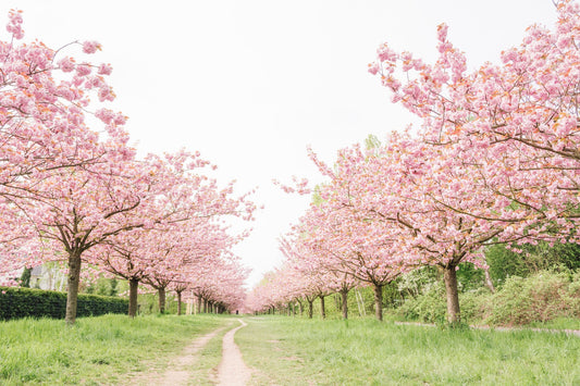 Spring Awakening! Where To See Cherry Blossoms In Victoria