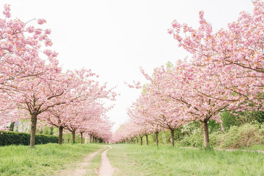 Spring Awakening! Where To See Cherry Blossoms In Victoria