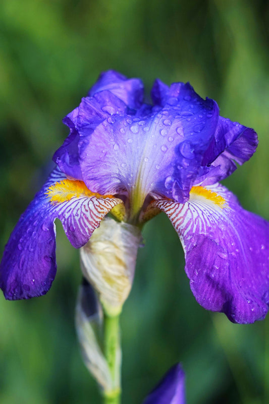A single purple iris in close-up, petals beaded with water