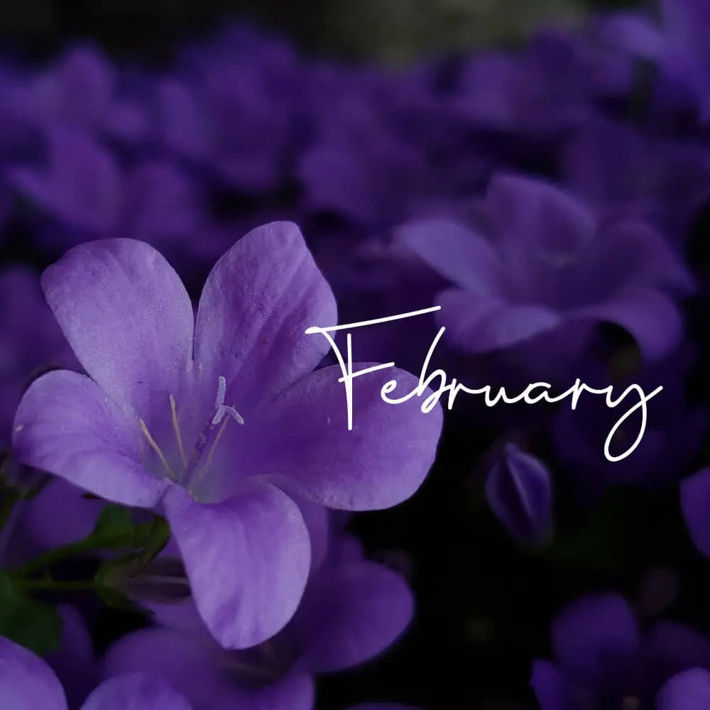 February Birth Flower: What is the Birth Flower for February?