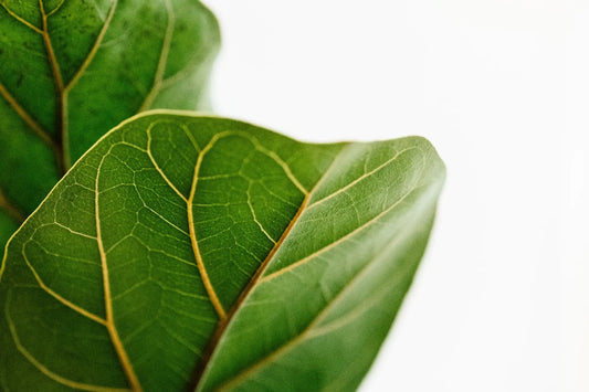 best indoor plants