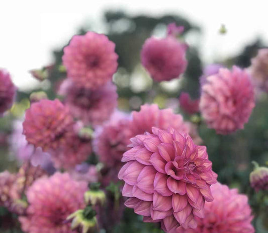 To Kellie & Dan; A personal note from your Fig & Bloom team