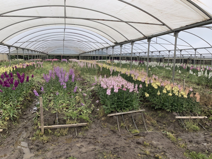 How Far Did Your Flowers Travel? Inside the Flower Journey
