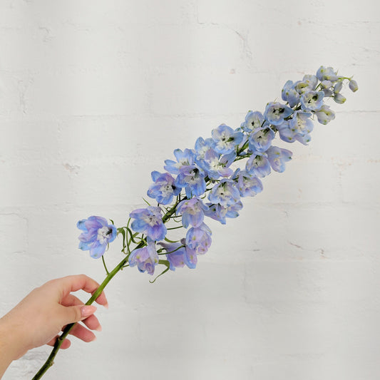 A hand holding a single stem of blue and purple delphinium