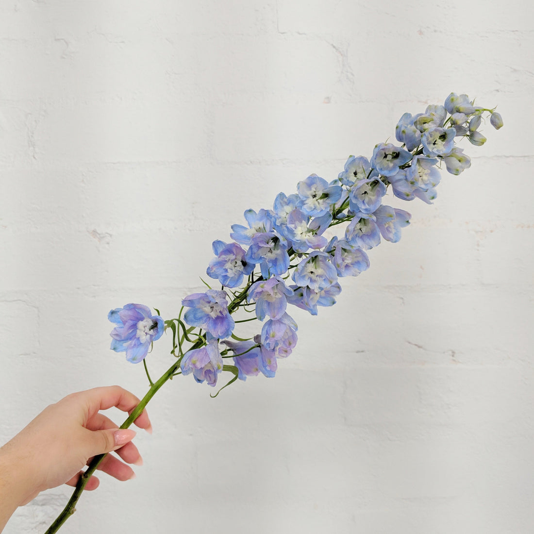 A hand holding a single stem of blue and purple delphinium