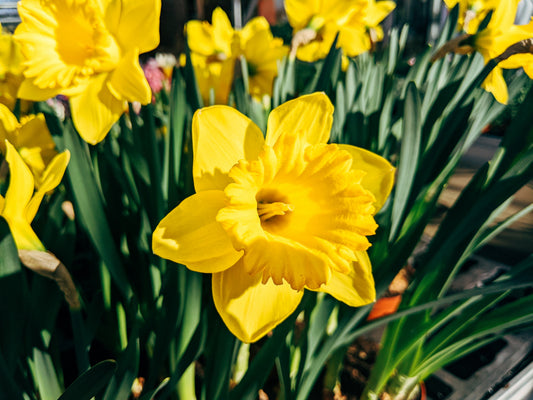 Bright yellow daffodils with green leaves in the sun