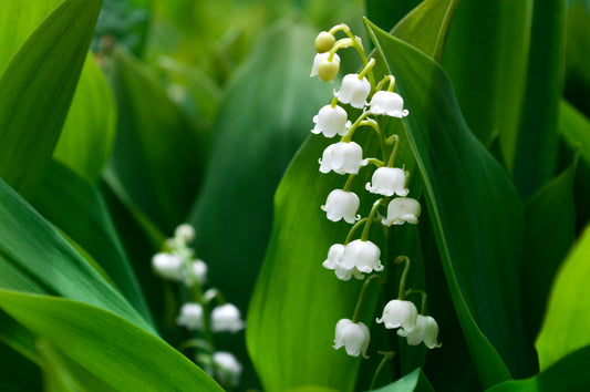 Delicate white lily of the valley bells on a green stem
