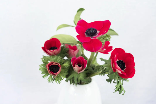 Red anemones with dark centres arranged in a white ceramic vase