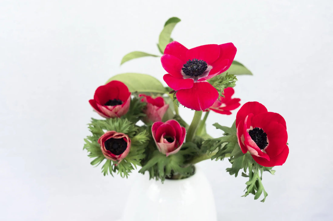Red anemones with dark centres arranged in a white ceramic vase