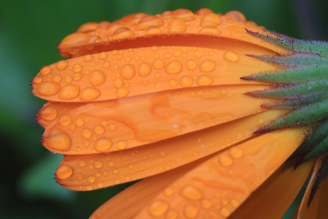 A vivid orange bloom in close-up macro