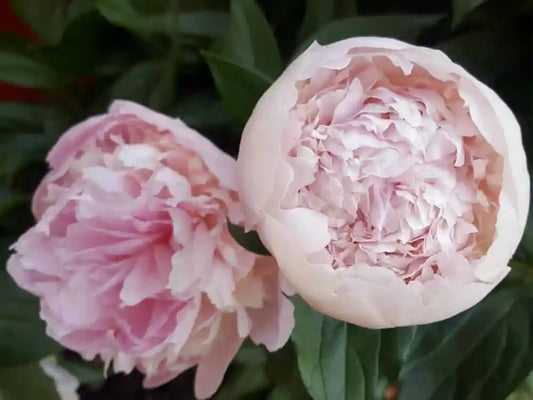 Soft pink peonies arranged with room to breathe
