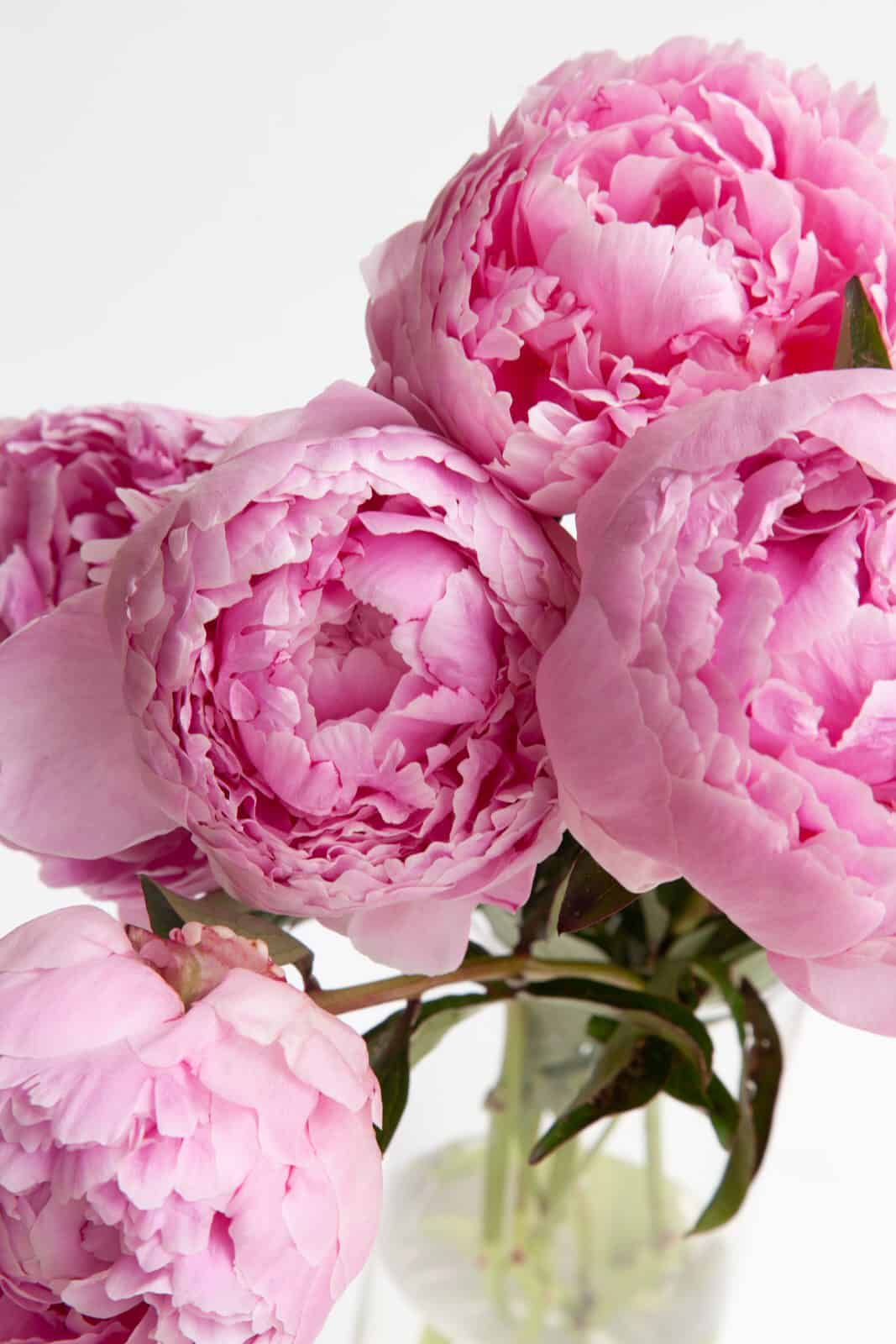 Peonies… Everything you ever wanted to know, and much more!
