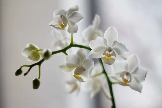 Phalaenopsis orchid care