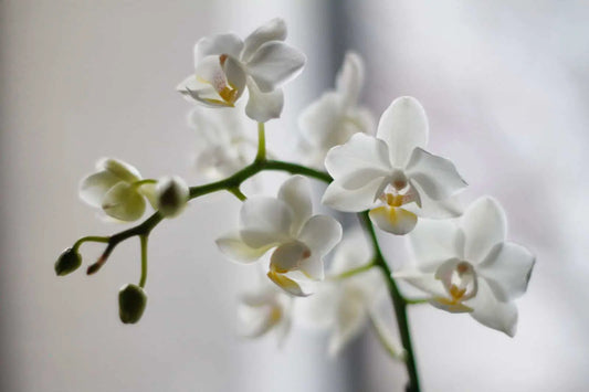 Phalaenopsis orchid care: how to look after orchids