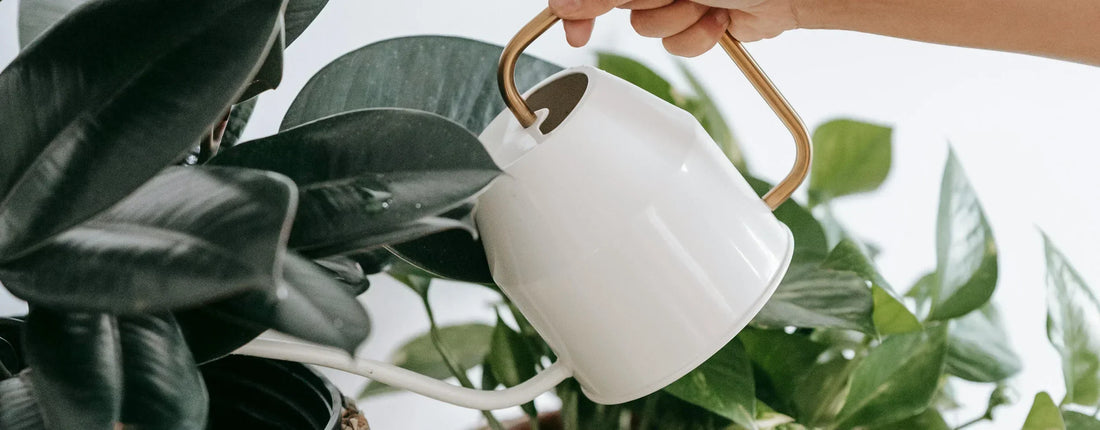 Professional Winter Corporate Gifting with Flowers and Plants