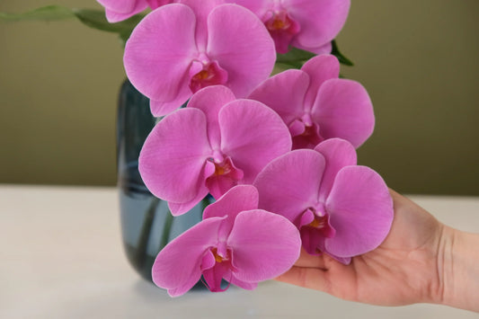 Pink orchids held gently in a vase