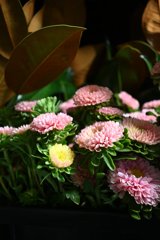 A close-up of pink, daisy-like aster flowers