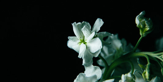 A white stock flower and its buds against a black background