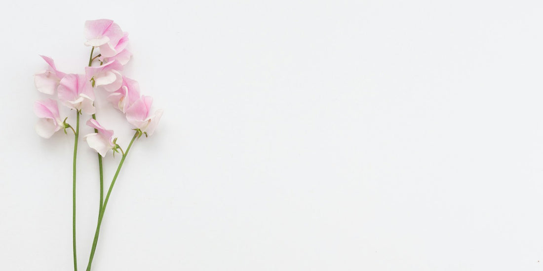 Pale pink sweet pea stems laid on a white surface