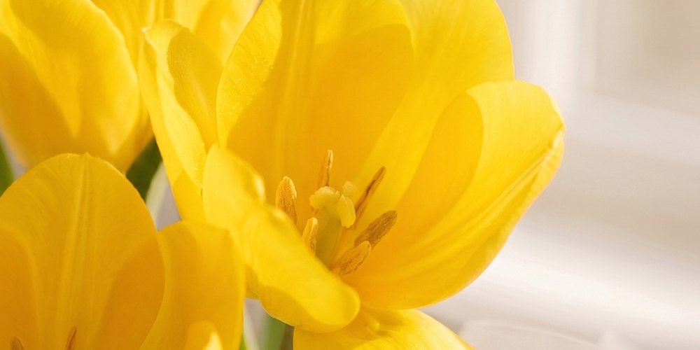Yellow tulips opening in soft window light