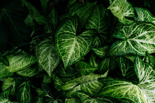 House plants