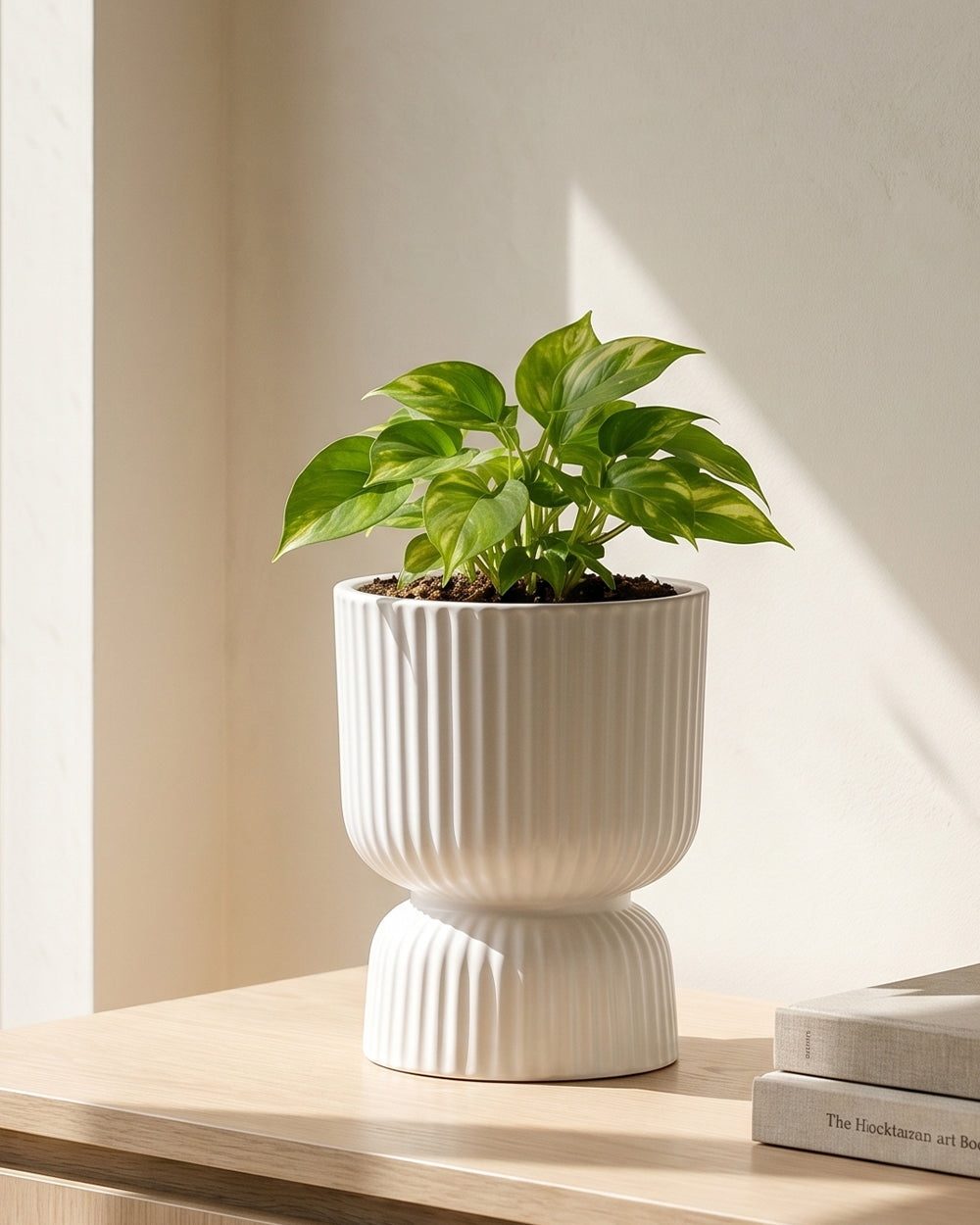 Devil's Ivy in Podium Pot